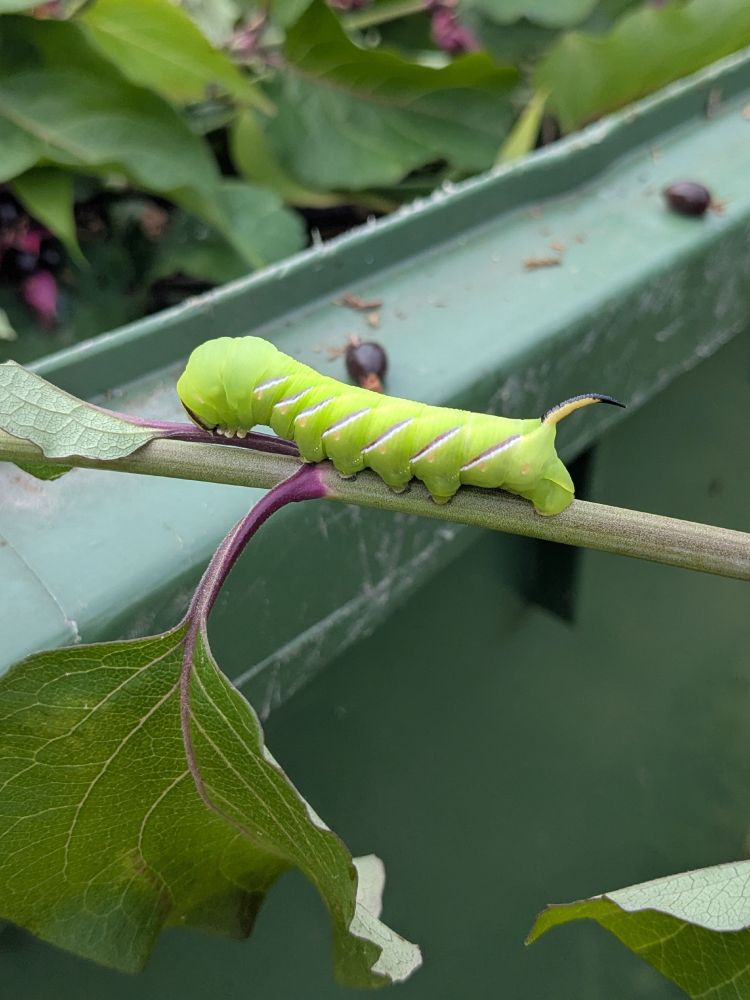 Privet Hawk moth caterpillar, i think?