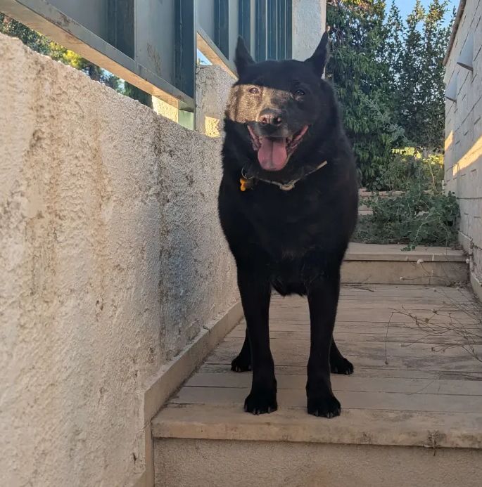 A black dog looking very happy 