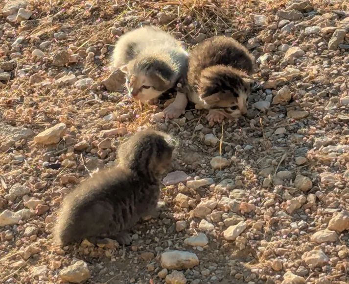 three small kittens on a dirt road 