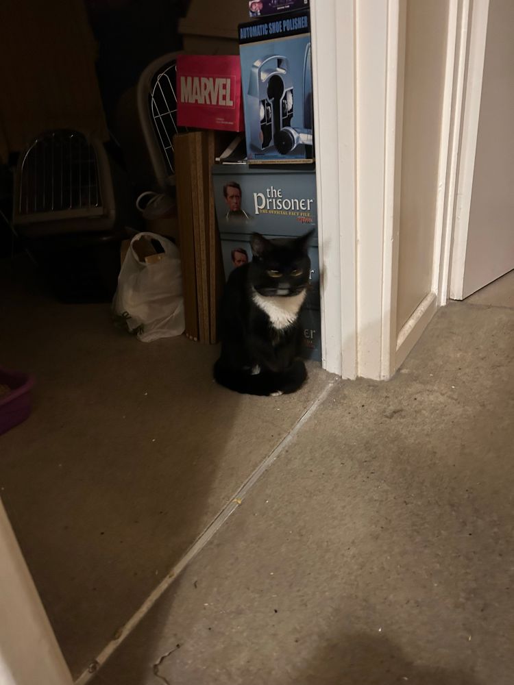 Black cat with white patches sitting in a doorway 