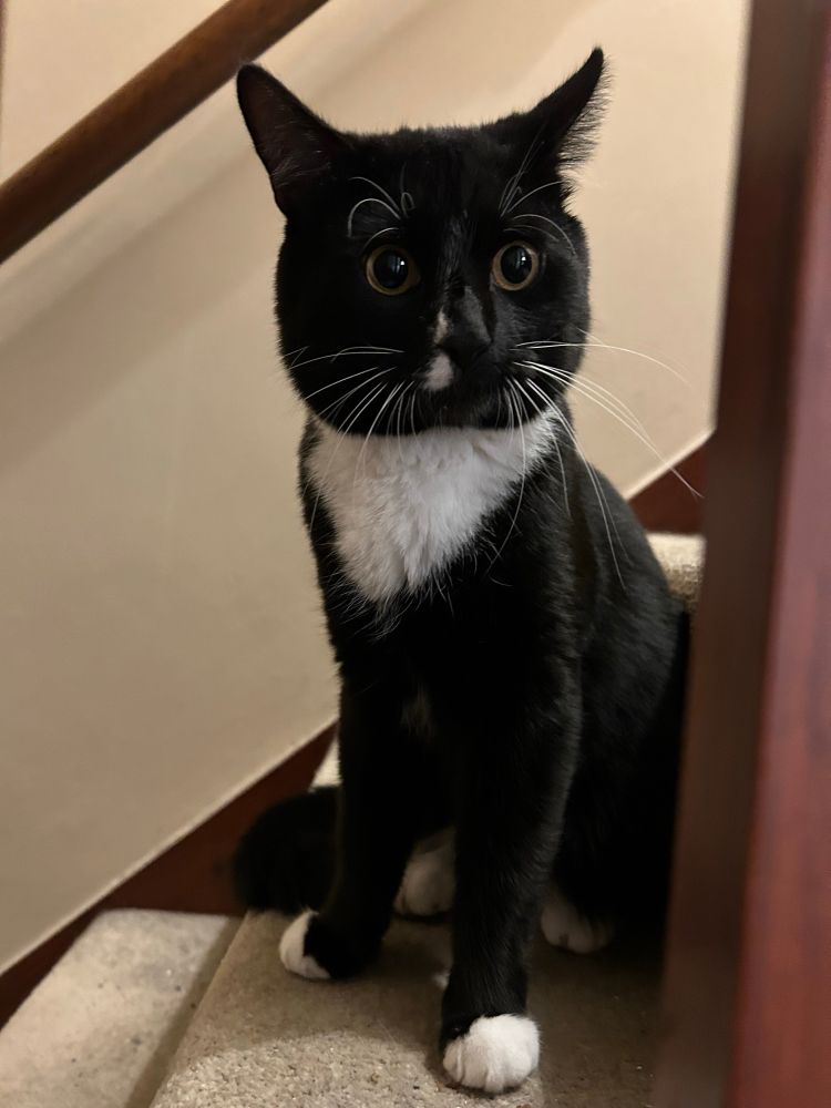 Black and white cat sat on stairs 