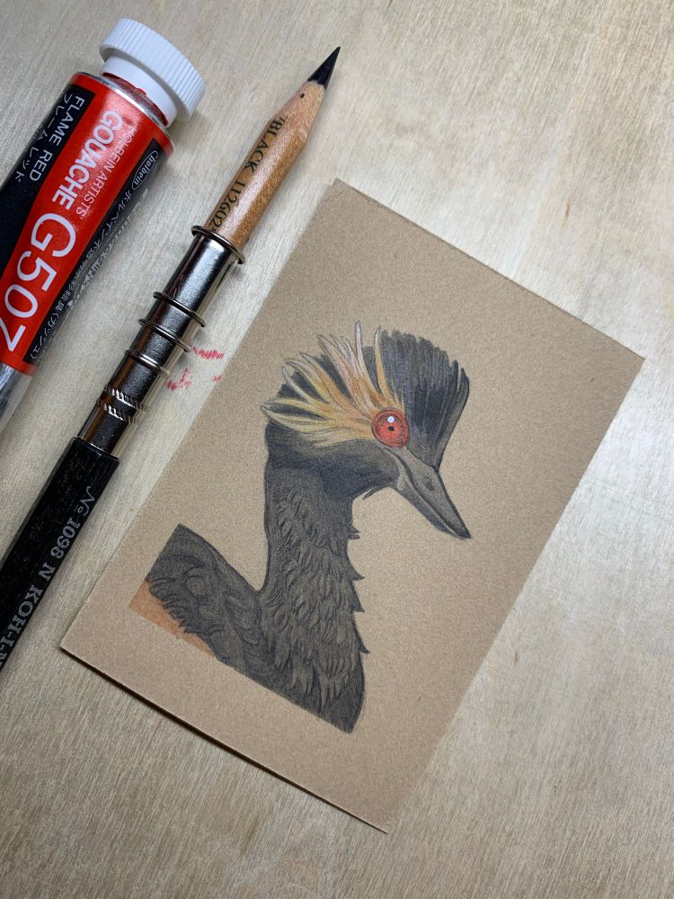 Small drawing of a horned grebe in profile on brown paper. It’s a water bird with a long neck and black feathers on it head, chest and back. The beak is very pointy for catching fish. It has a surreal red eye and bright yellow feathers fanning back from the eye, creating the “horns”. A black pencil and tube of flame red gouache are visible on the left side. 