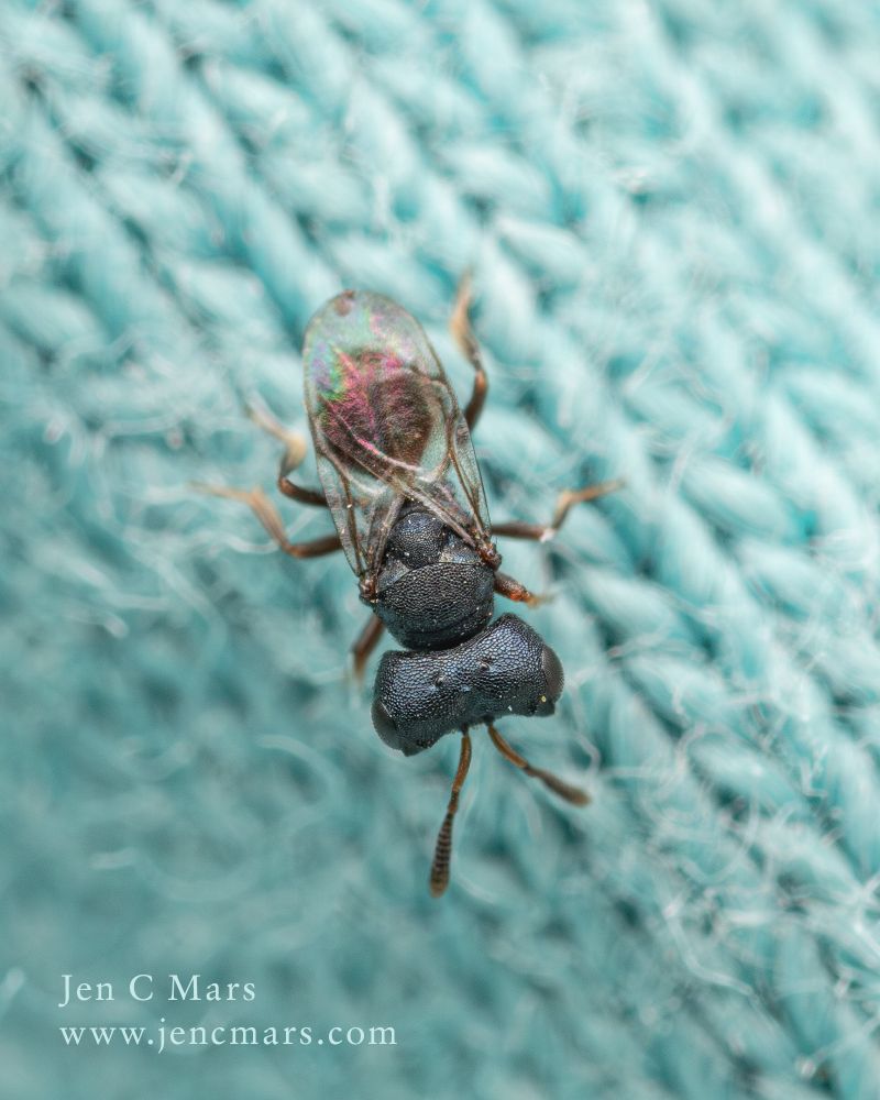 Photo from above of a small blue-black shiny wasp standing on a pair of shorts. The wasp is so small that all is visible of the shorts are giant woven fibers. The wasp has a dumbbell shaped head, small body and iridescent wings. 