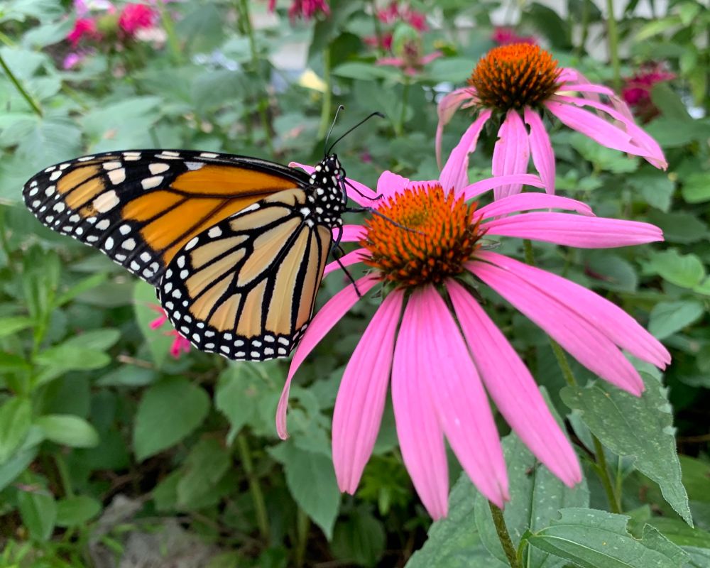 Photo of a monarch butterfly standing on a purple echinacea flower in a garde 