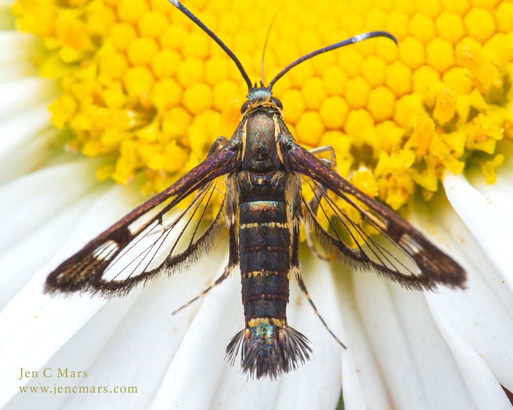 Close up photo of a clear wing moth on a daisy. It has transparent wings with an iridescent body, long curled antennae, and a strange little bristly poof at the tip of its abdomen