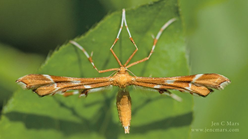 Photo of an extremely odd looking moth hanging off a leaf. The moth's wings are very long and narrow and point out perpendicular from its body, giving it an overall "T" shape. The legs are very long. The moth is an orange-brown color with some white stripes.