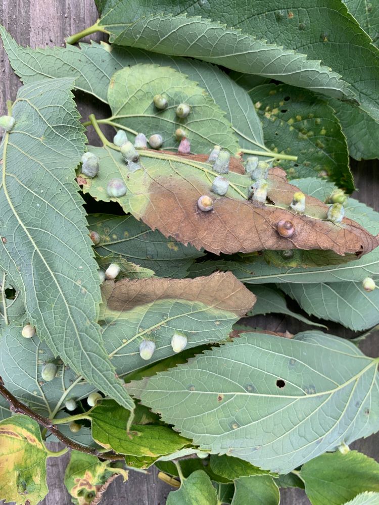 Photo of a pile of what I think are hackberry leaves covered in big gall bumps