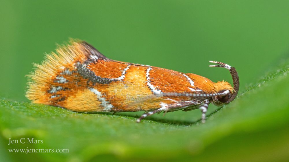 Closeup photo of a small orange and yellow moth in profile on a leaf. The moth has curved horn-like protrusions curving up from it's "face" and a fringe of long hair-like scales on the wing tips