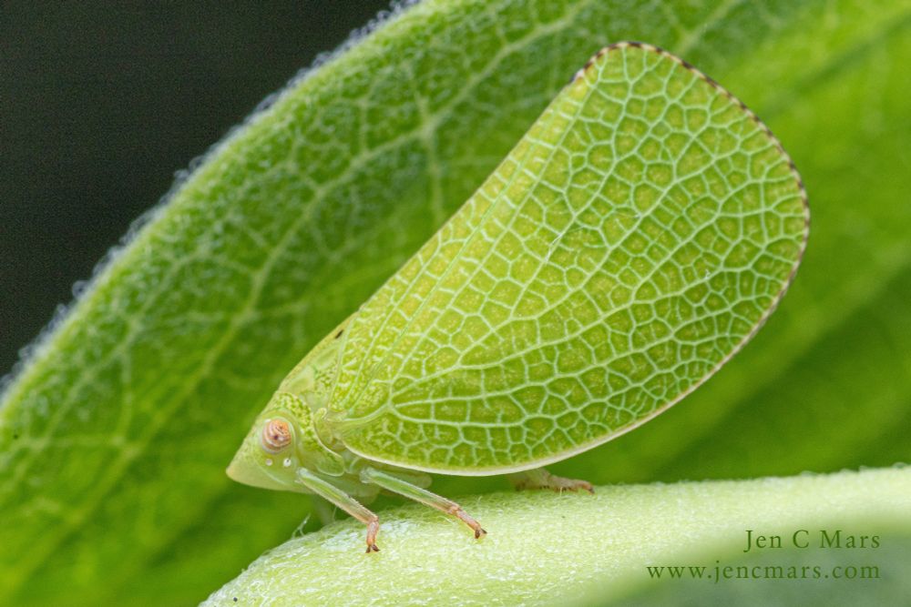 Photo of a green cone headed planthopper, a small true bug that looks remarkably like a leaf except for its pink eyes and feet. It's standing on the stem of a milkweed plant and looking remarkably like a newly sprouted leaflet and trying very hard not to be noticed.