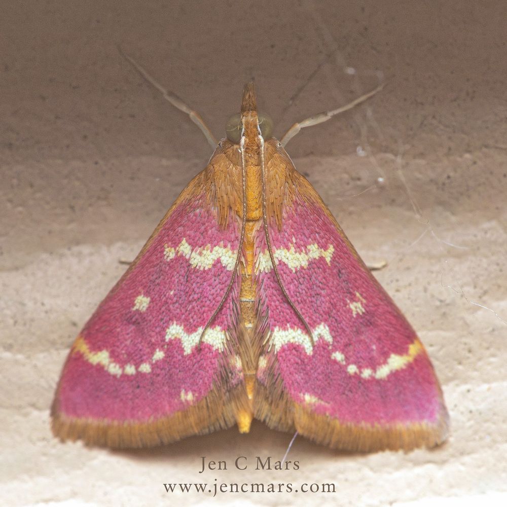Photo of a moth standing on a white wall. The moth has an orange body and pale green eyes with bright pink wings bearing white stripes. The edges of the wings appear to have an orange fringe. 