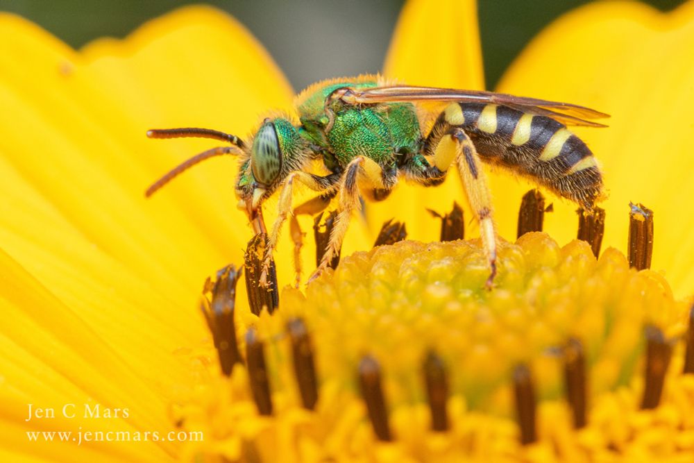 Photo of a bee perched on the center of a yellow flower, its mouth parts extended to collect nectar. The bee has a brilliant metallic green head and thorax, with black and yellow striped legs and abdomen. It's eye is a pretty mottled green.