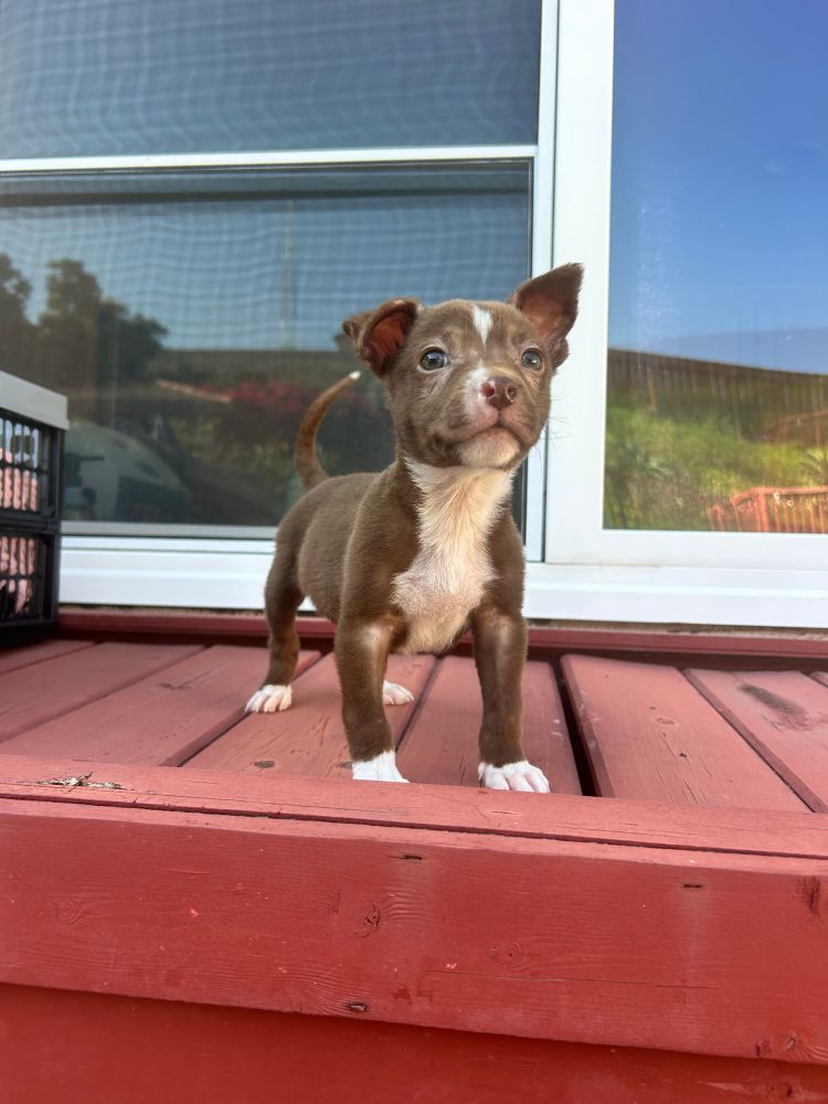 9 week old brown and white puppy standing outside being very cute