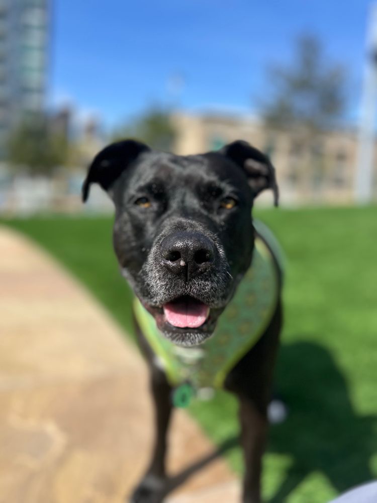 Insanely beautiful Black Labrador mix with a gray beard smiling in the sun