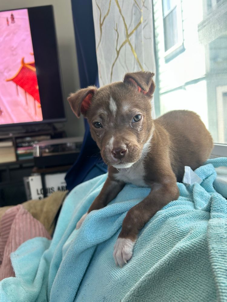 9 week old brown and white puppy sitting and staring into the camera 