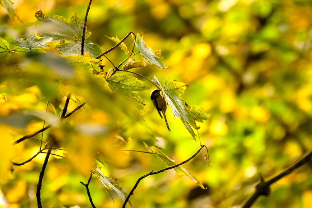 Long tailed tit 
