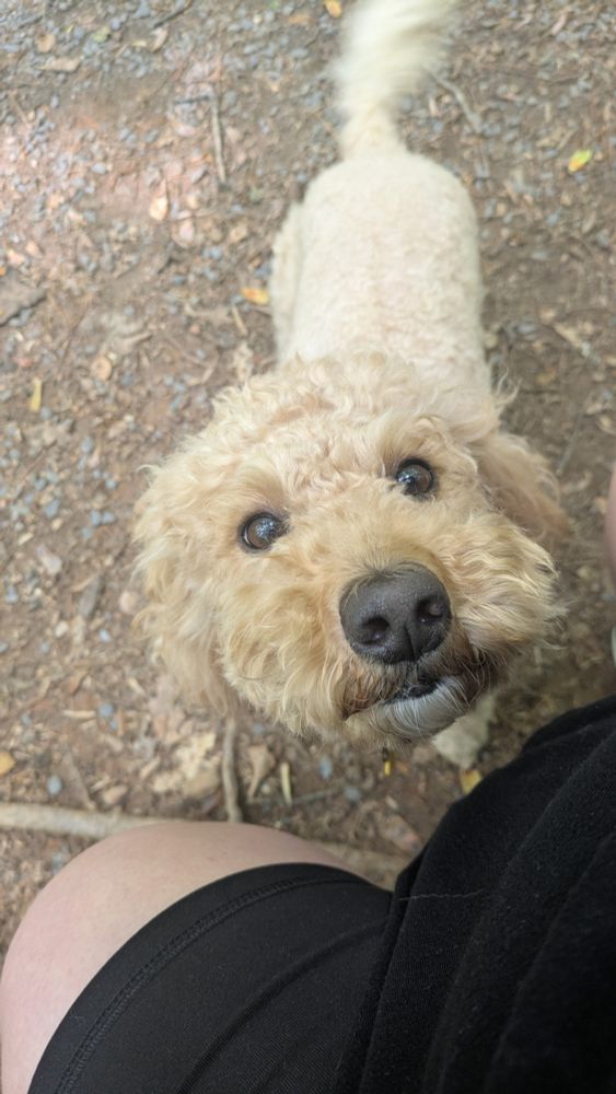 A very adorable mid-sized doodle with extremely soft blonde fur looks up at the camera with a beseeching expression as if to ask why the photographer isn't providing more pets