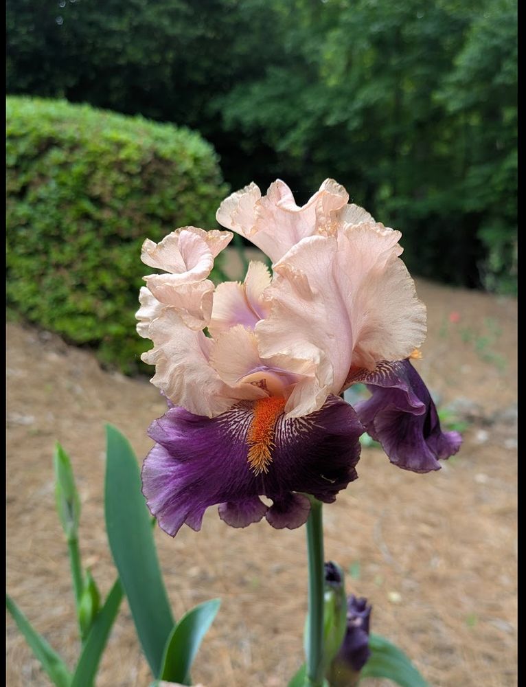 A very fancy iris with a pale peach-to-lilac upper petals and a rich set of purple lower petals. The beard is bright vivid orange-red, and the whole thing has more ruffles than a high school prom in the 1980s.  It's ridiculous and lovely.