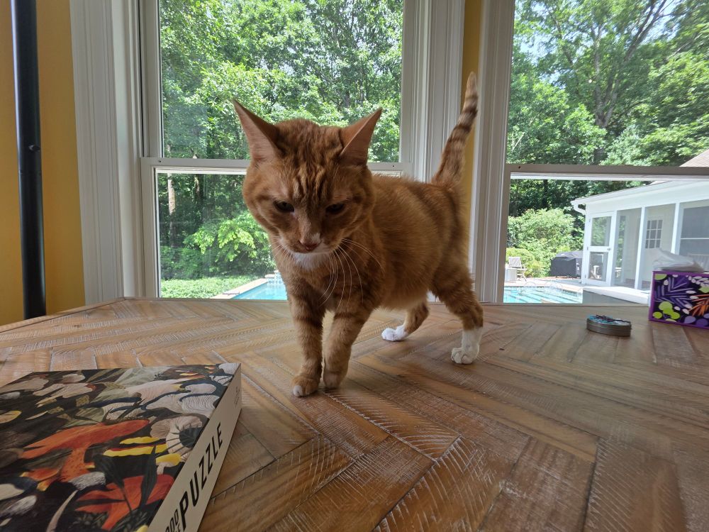 An orange and white cat coming in for pets. 
