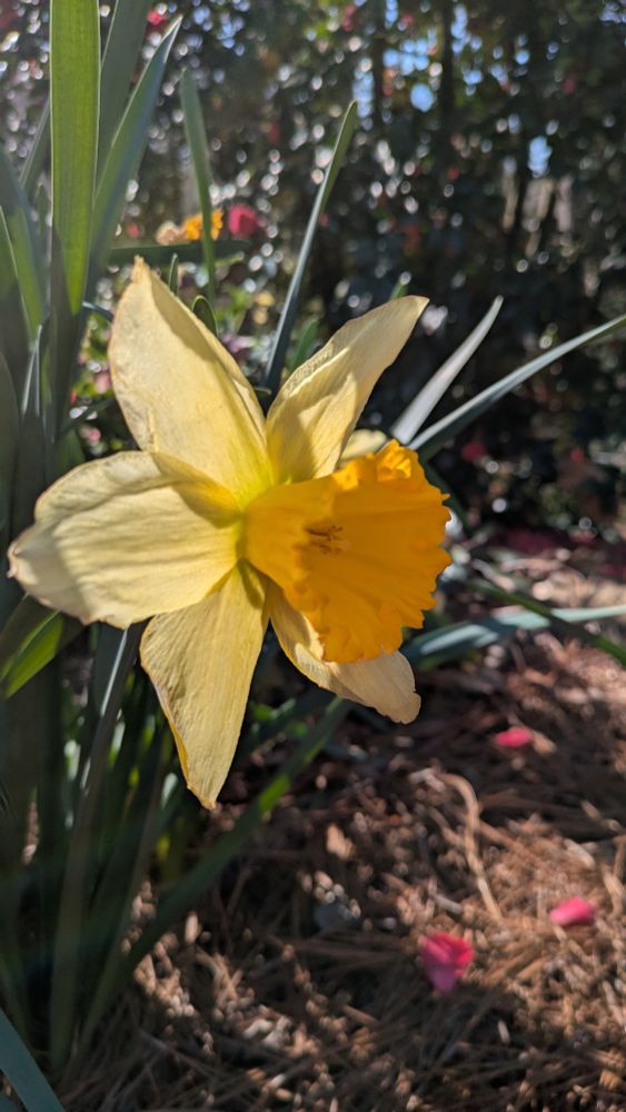 A pale yellow daffodil with a darker yellow center. The sun lights up the petals of the flower so that it almost appears to glow. 