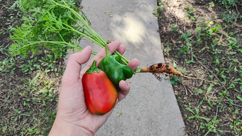 My hand holding a red bell pepper, a green bell pepper, and a small carrot