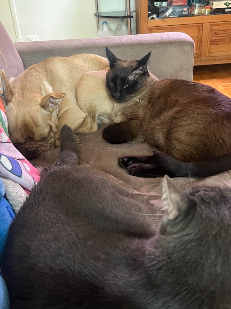 Sur le même canapé, le petit chien jaune contre le gros chat marron et le gros chat gris allongé à côté