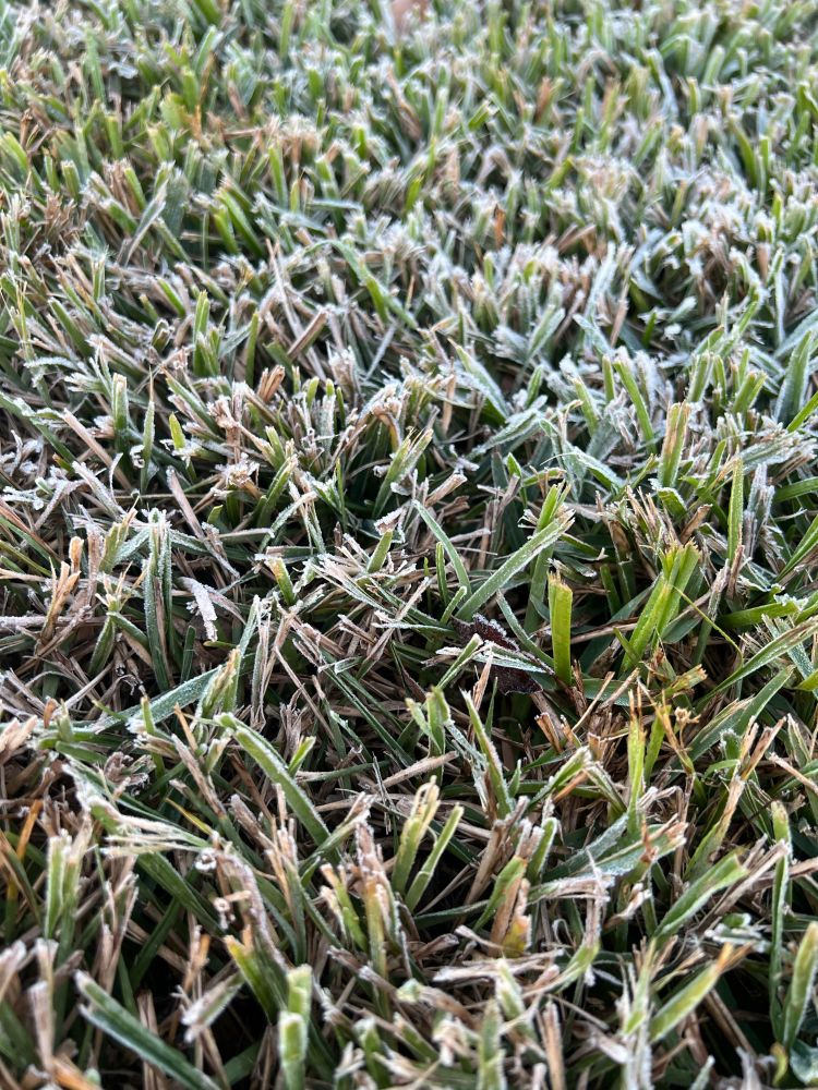 If sprinklers are not switched off, they still sprinkle water causing the drops to freeze on the blades of grass, giving an appearance of whitish green blades