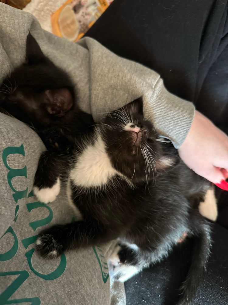 tuxedo kitten passed out in my lap with his head fully tilted back 