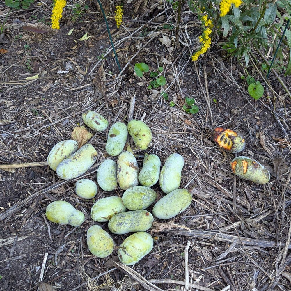 Looking down at a pile of 17 ripe pawpaw fruits on the ground to the left with 2 paw paws that wild animals nibbled on the right. A few yellow goldenrod flowers are at the top of the frame. 