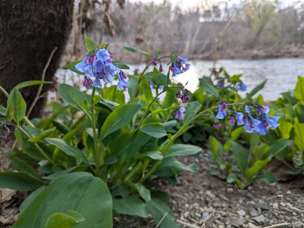 Clusters of bluebell flowers in front of a river