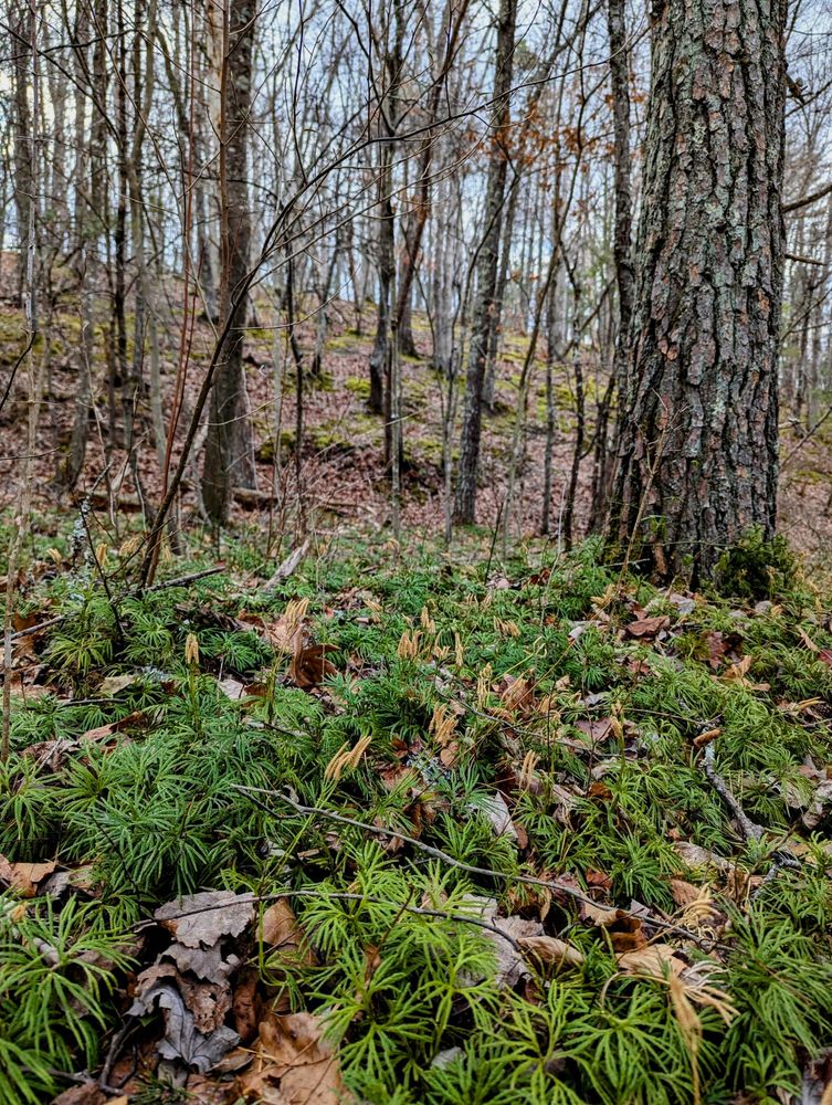 View of a colony of club moss on the forest floor with patches of dried, fallen leaves mixed in. There are mossy patches on the leaf-covered hillslopes in the distance. The trees are still bare for winter.