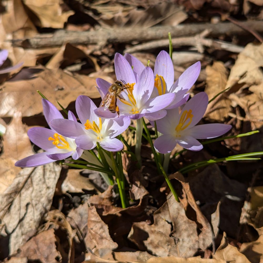 A bee visits the middle of five light purple crocus flowers in bloom. The flowers are growing through a layer of dried leaf cover.