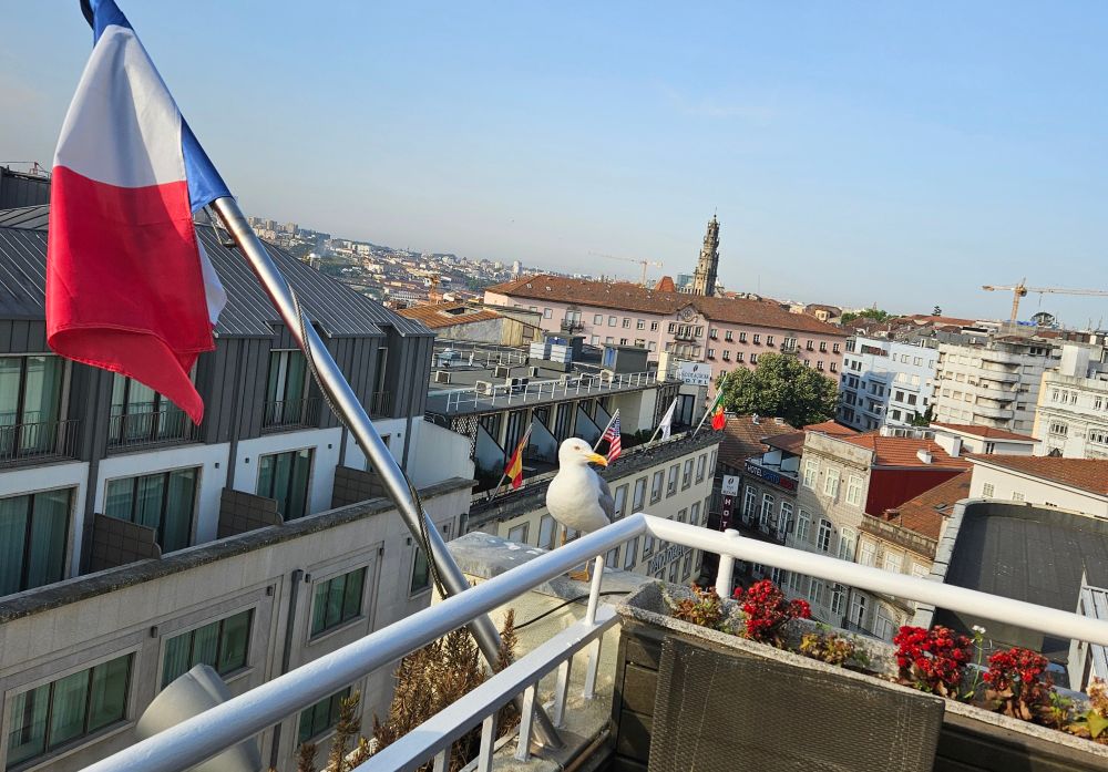 Möve auf einem Hoteldach mit Blick auf Porto in Portugal 