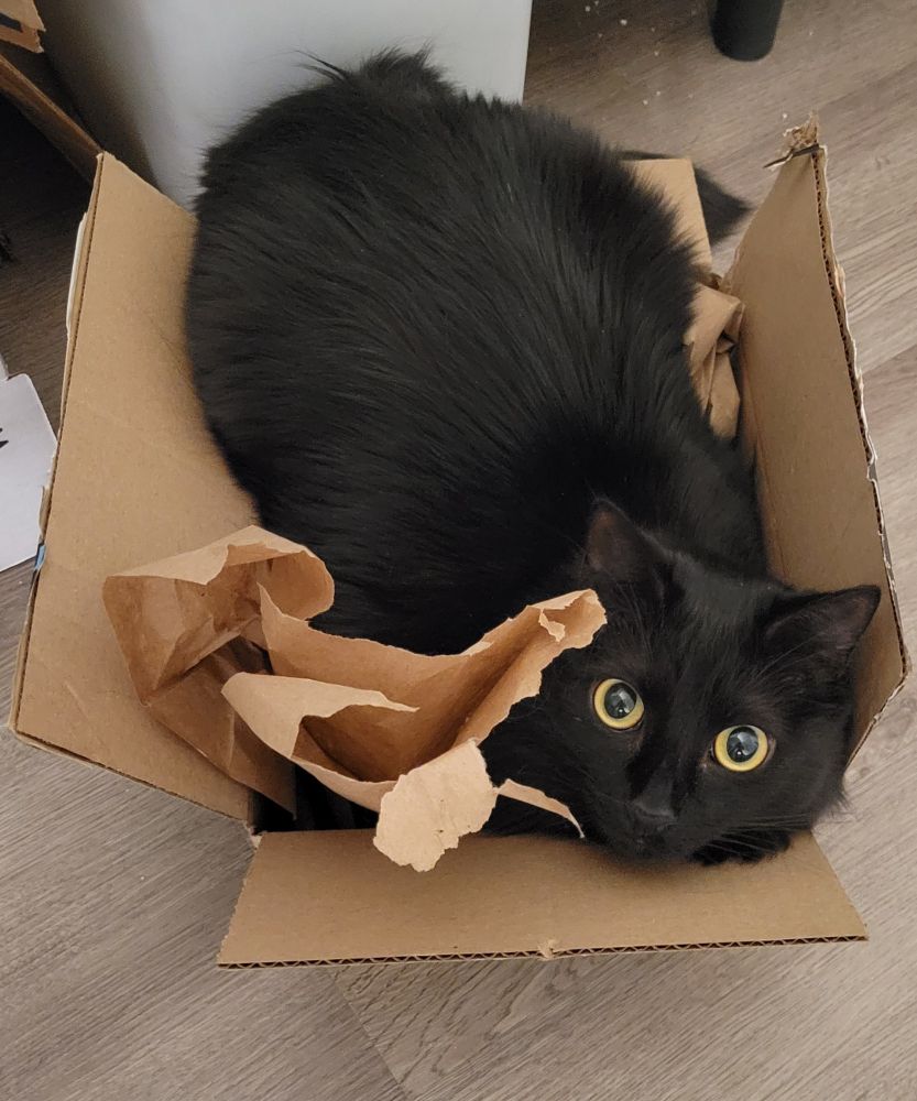 The world's cutest cat sits in an open cardboard box but does not quite fit