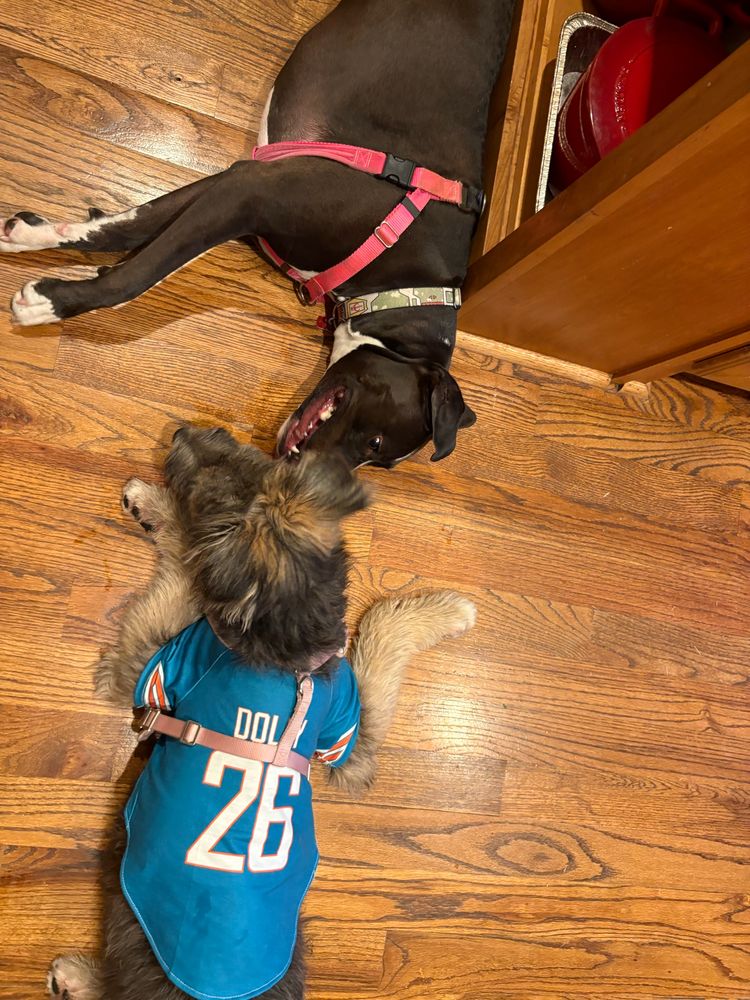 A gray and white wolfhound-looking puppy (wearing a Dolphin’s jersey) playing with a black & white pitbull 