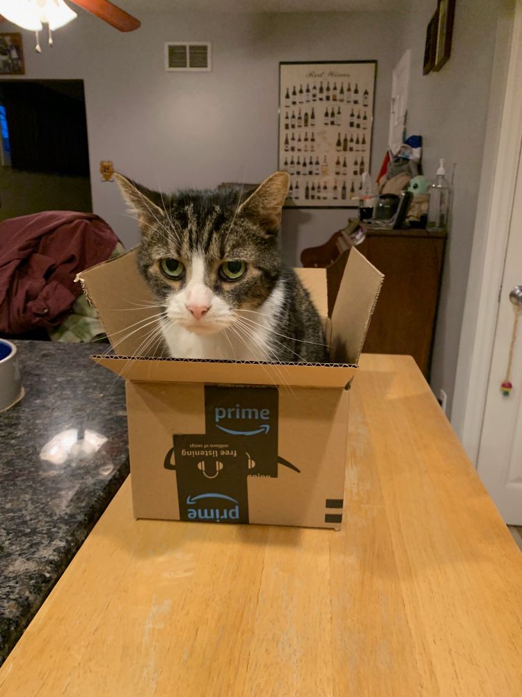 grey and white tabby cat sitting in a box (go figure...)