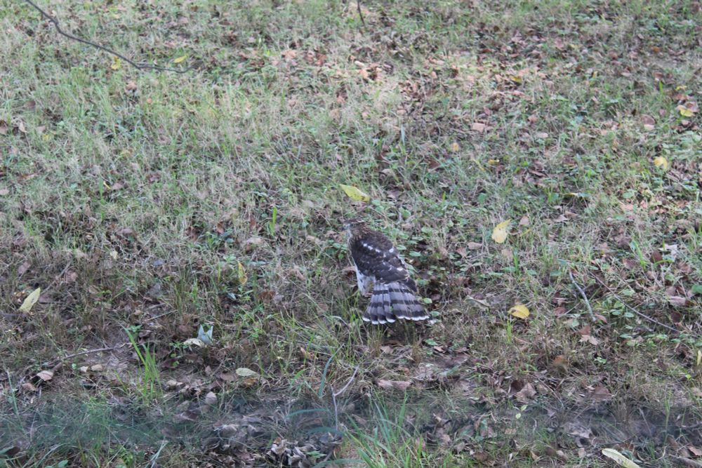 A juvenile Coopers Hawk on the ground