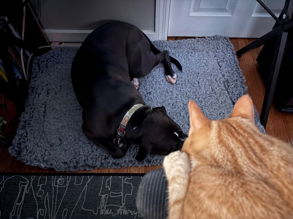 An orange tabby resting on the arm of an office chair while a black & pitbull rests on a dog bed.