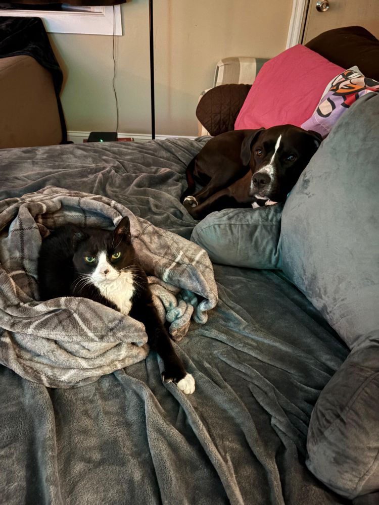 A tuxedo cat & black and white pitbull lounging on a sofa bed. The cat looks very pleased with himself 