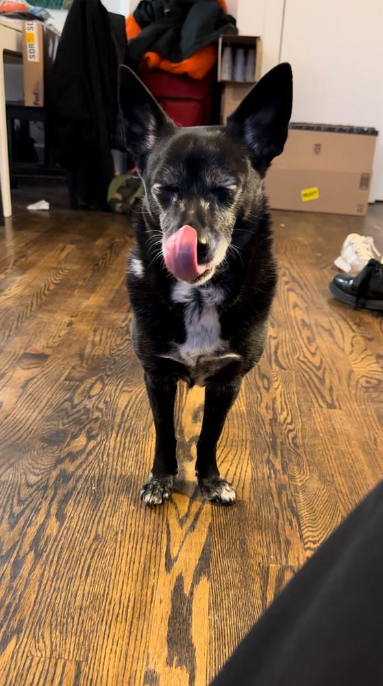 dog licking his lips in satisfaction with his eyes closed
