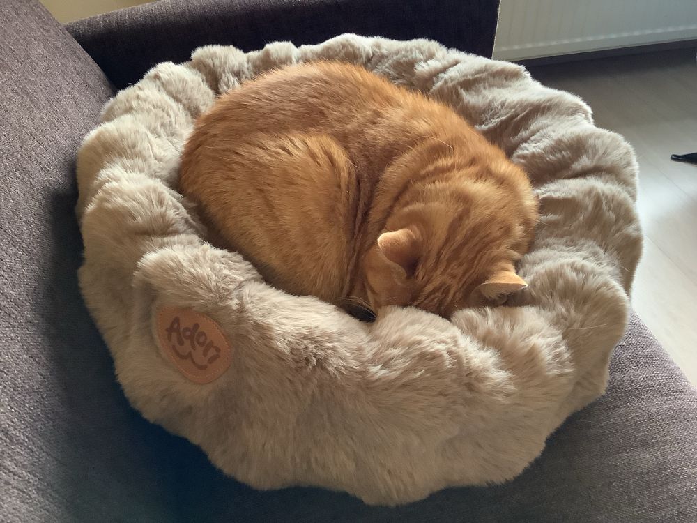 Rode poes slaapt opgerold in beige mand.
