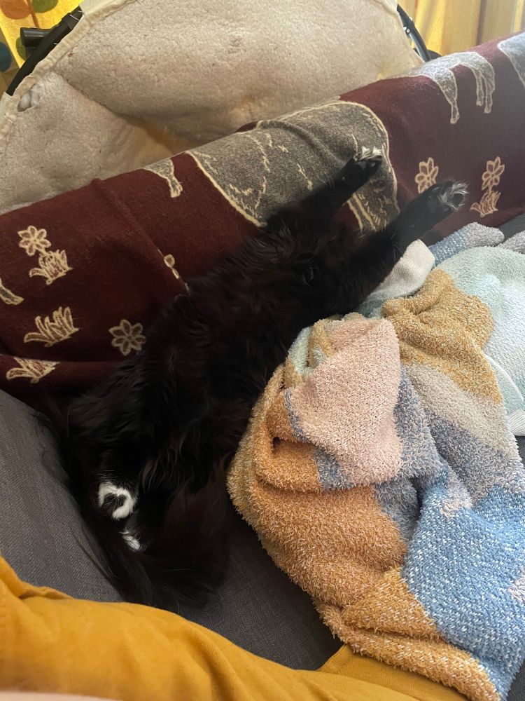 A photo of a long haired black cat laying streeeeetched out on a blanket 