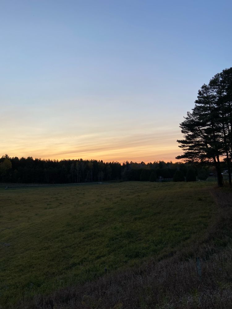 Image of the western sky over a meadow and forest edge, the blue sky fading into a pinkish sky.