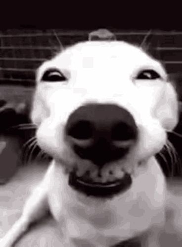 a close up of a dog 's face with a big smile on its face .