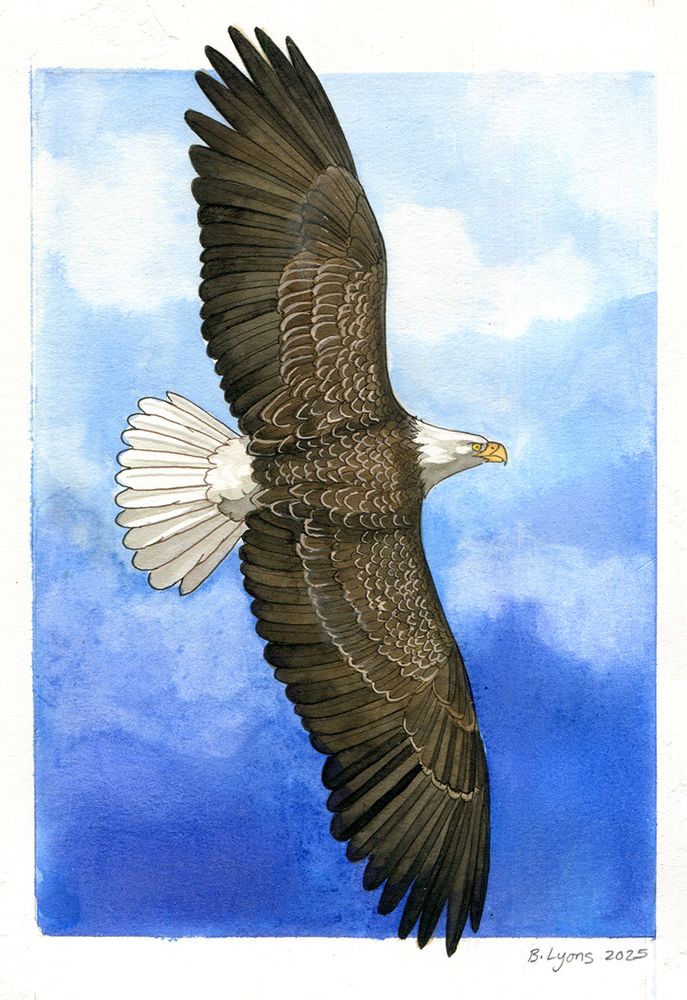 A bald eagle soaring in a blue sky