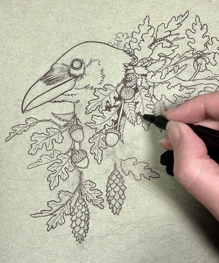 An ink line drawing of a raven, with oak leaves, pine cones, acorns and other leaves.
