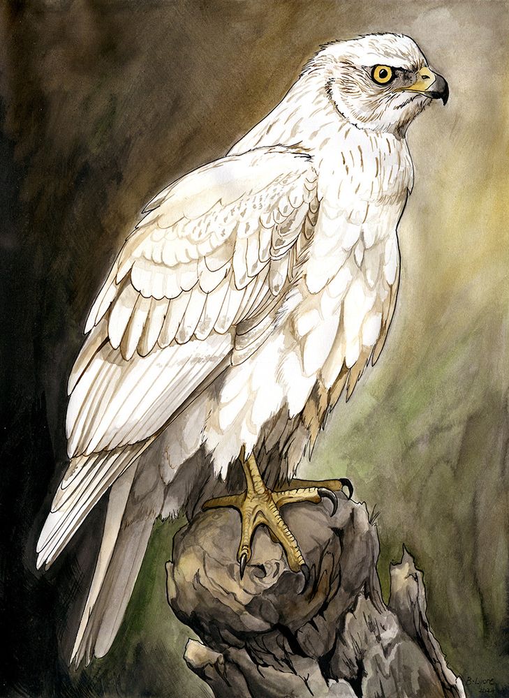 An ink and ink wash drawing of a perched white goshawk with a loose green, brown and black background.