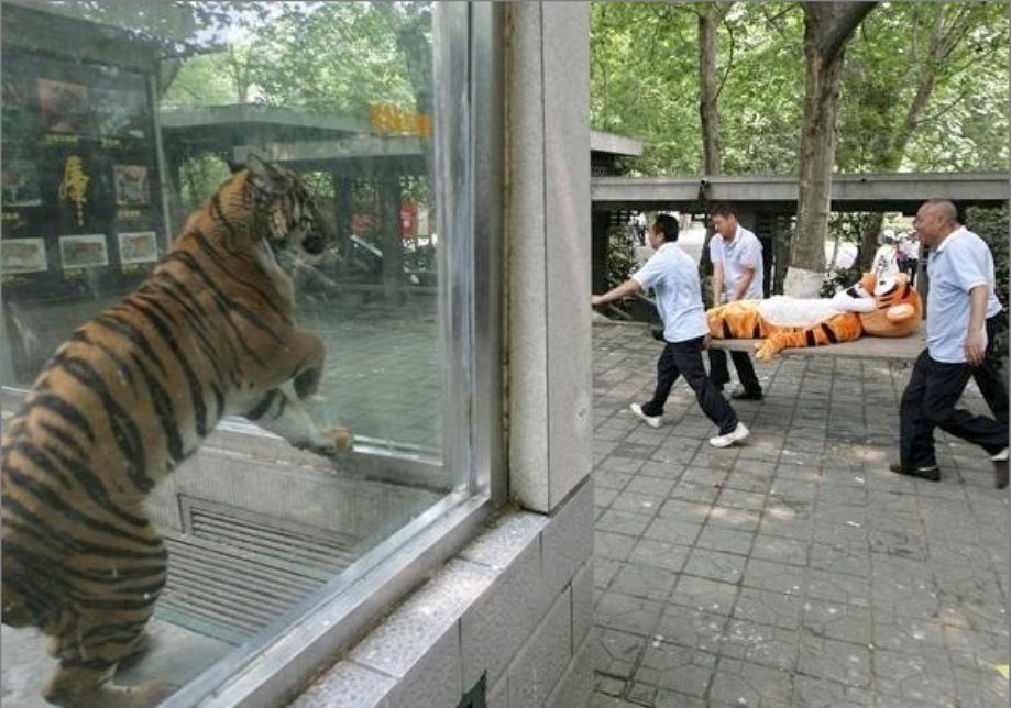 Actual tiger watching costumed tiger being carried out of the zoo. 