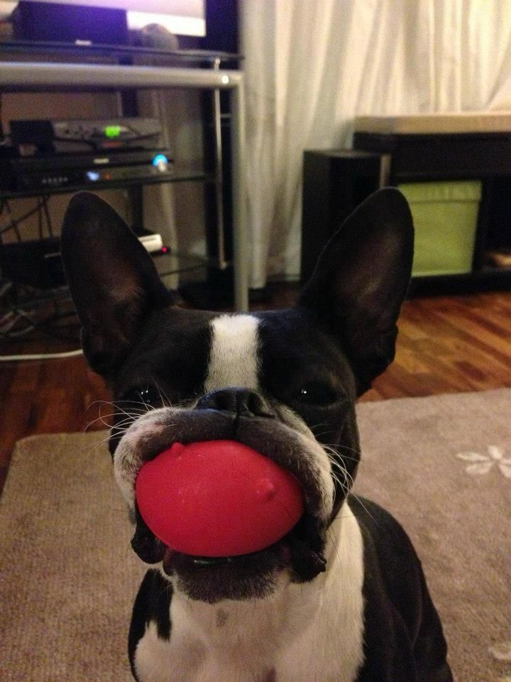 Goofy looking terrier with red ball in its mouth. 