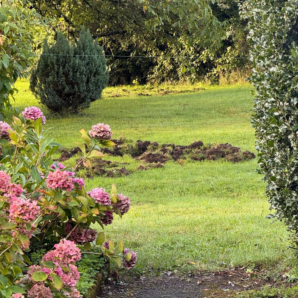 A dug up area of grass where boar have been hunting for grubs