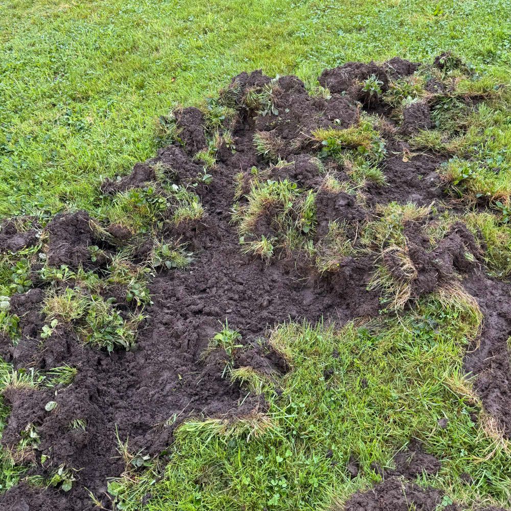 Close up of wild boar damage
